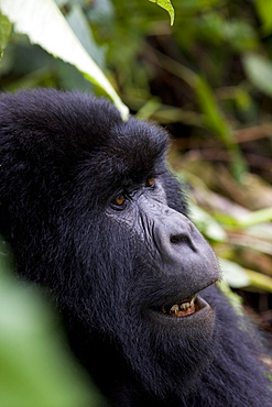 Mountain gorilla (Gorilla gorilla beringei), Rwanda (Congo border), Africa