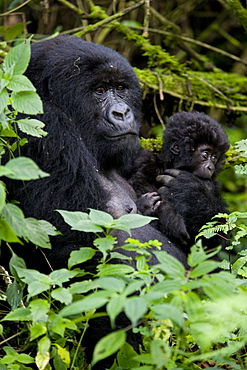 Mountain gorilla (Gorilla gorilla beringei) with her young baby, Rwanda (Congo border), Africa