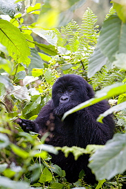 Mountain gorilla (Gorilla gorilla beringei) eating leaves, Rwanda (Congo border), Africa