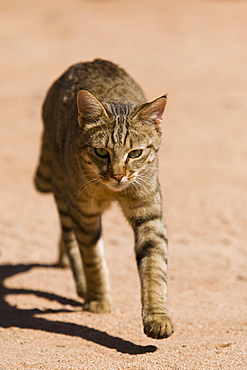 African wildcat (Felis libyca), Namibia, Africa