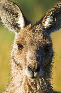 Eastern grey kangaroo, Geehi, Kosciuszko National Park, New South Wales, Australia, Pacific