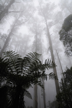 Mountain ash trees, the tallest flowering plants in the world, and tree ferns in fog, Dandenong Ranges, Victoria, Australia, Pacific