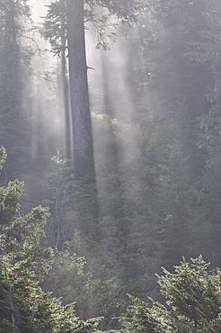 Rainforest, Pacific Rim National Park, Vancouver Island, British Columbia, Canada, North America