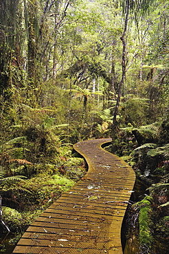 Walkway through Swamp Forest, Ships Creek, West Coast, South Island, New Zealand, Pacific