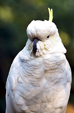 Sulphur-crested Cockatoo (Cacatua galerita), Dandenong Ranges National Park, Dandenong Ranges, Victoria, Australia, Pacific