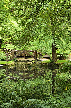 Alfred Nicholas Gardens, Dandenong Ranges National Park, Dandenong Ranges, Victoria, Australia, Pacific