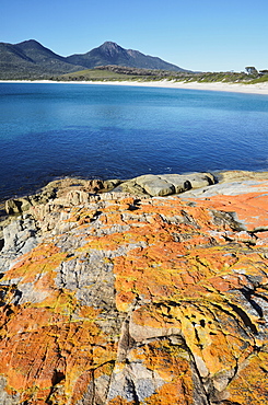 Red lichen on rocks, Wineglass Bay, Freycinet National Park, Freycinet Peninsula, Tasmania, Australia, Pacific