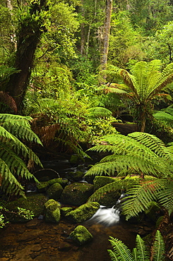 Stream and tree ferns, Mount Field National Park, UNESCO World Heritage Site, Tasmania, Australia, Pacific