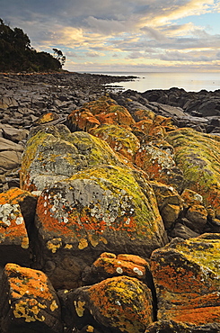 Lichen covered rocks, Shore at Greens Beach, Tasmania, Australia, Pacific