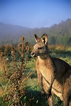 Eastern grey kangaroo, New South Wales, Australia, Pacific