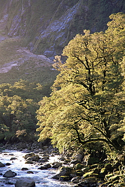 Hollyford River and beech trees, South Island, New Zealand, Pacific