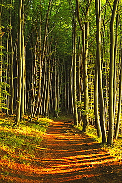 Beech forest, Jasmund National Park, Ruegen Island, Mecklenburg-Vorpommern, Germany, Europe