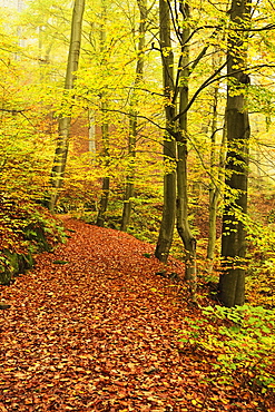 Autumn forest around Karlovy Vary, Czech Republic, Europe