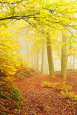 Autumn forest around Karlovy Vary, Czech Republic, Europe