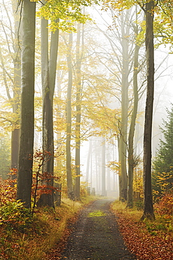 Autumn forest around Karlovy Vary, Czech Republic, Europe