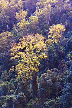 Rainforest canopy, Springbrook National Park, UNESCO World Heritage Site, Queensland, Australia, Pacific