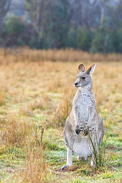 Eastern grey kangaroo, Kosciuszko National Park, New South Wales, Australia, Pacific