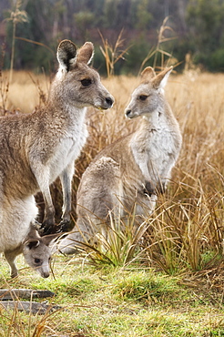 Eastern grey kangaroos, Kosciuszko National Park, New South Wales, Australia, Pacific