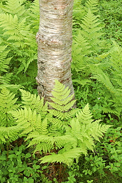 Silver birch trees and ferns, near Tromso, Norway, Scandinavia, Europe