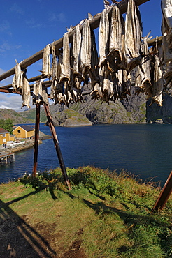 Cod drying, Nusfjord, Flakstadoya, Lofoten Islands, Norway, Scandinavia, Europe