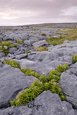 Plants growing amongst the limestone pavement, The Burren, County Clare, Munster, Republic of Irelan (Eire), Europe