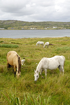 Connemara Ponies, County Galway, Connacht, Republic of Ireland, Europe