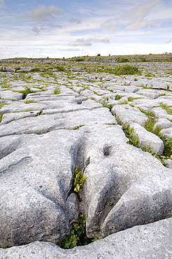 Limestone pavement, The Burren, County Clare, Munster, Republic of Ireland, Europe