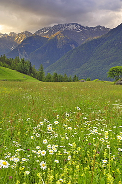 Alpine meadow, near Kofels, Umhausen, Otztal valley, Tyrol, Austria, Europe