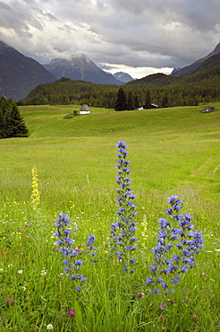 Alpine meadow, near Kofels, Umhausen, Otztal valley, Tyrol, Austria, Europe