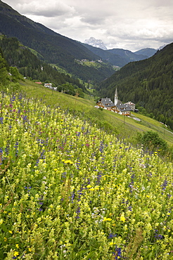 Alpine wild flower meadow, Dolomites, Italy, Europe