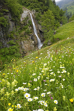 Alpine meadow, Venter Tal near Vent, Otztal valley, Tyrol, Austria, Europe