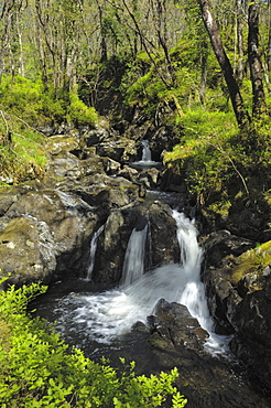 Waterfalls at Wood of Cree, near Newton Stewart, Dumfries and Galloway, Scotland, United Kingdom, Europe