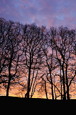 Dawn over copse of oak trees, Dumfries and Galloway, Scotland, United Kingdom, Europe