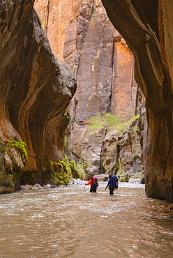 Virgin River Narrows, Zion National Park, Utah, United States of America, North America