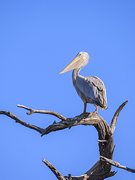 Pink-backed Pelican (Pelecanus rufescens) Makgadikgadi Pans National Park, Kalahari, Botswana, Africa