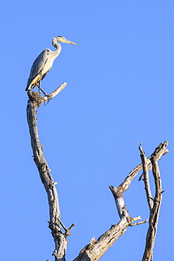 Grey Heron (Ardea cinerea) in a tree, Khwai Private Reserve, Okavango Delta, Botswana, Africa