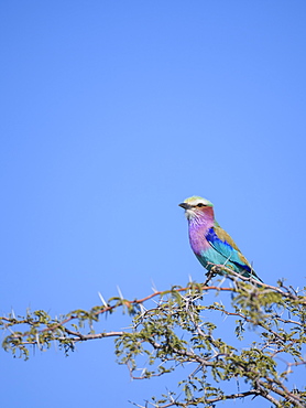 Lilac-breasted Roller (Coracias caudatus), Makgadikgadi Pans National Park, Kalahari, Botswana, Africa