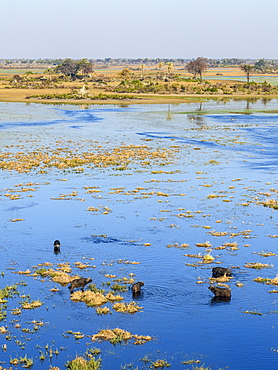 Aerial view of African buffalo (Cape Buffalo) (Syncerus caffer), Macatoo, Okavango Delta, Botswana, Africa