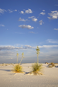 Yucca plants on a dune, White Sands National Monument, New Mexico, United States of America, North America