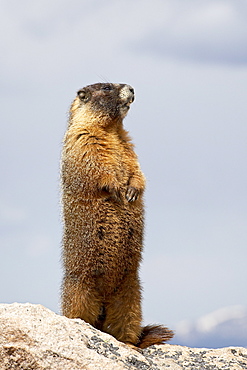 Yellowbelly marmot (Marmota flaviventris) standing, Mount Evans, Colorado, United States of America, North America