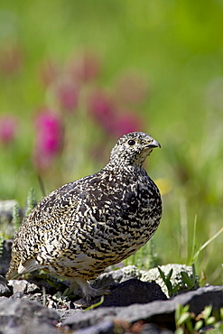 White-tailed ptarmigan (Lagopus leucurus) hen among wildflowers, Uncompahgre National Forest, Colorado, United States of America, North America