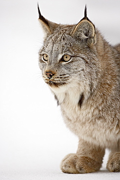 Canadian lynx (Lynx canadensis) in snow, near Bozeman, Montana, United States of America, North America