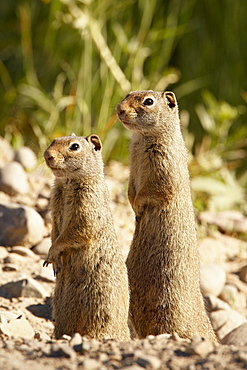 Two Richardson ground squirrel (Citellus richardsoni), Grand Teton National Park, Wyoming, United States of America, North America