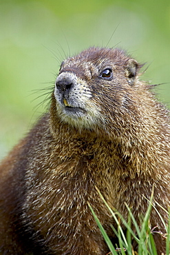 Yellowbelly marmot (Marmota flaviventris), Clear Lake, San Juan National Forest, Colorado, United States of America, North America