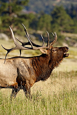 Bull elk (Cervus canadensis) bugling, Rocky Mountain National Park, Colorado, United States of America, North America