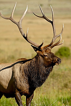 Bull elk (Cervus canadensis), Rocky Mountain National Park, Colorado, United States of America, North America