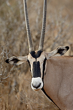 Beisa oryx (East African oryx) (Oryx beisa), Samburu National Reserve, Kenya, East Africa, Africa