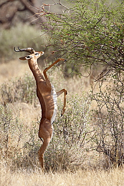 Male gerenuk (Litocranius walleri) feeding, Samburu National Reserve, Kenya, East Africa, Africa