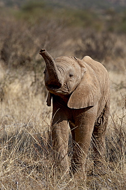 Baby African elephant (Loxodonta africana), Samburu National Reserve, Kenya, East Africa, Africa