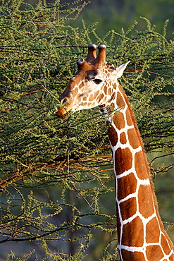 Reticulated giraffe (Giraffa camelopardalis reticulata) feeding, Samburu National Reserve, Kenya, East Africa, Africa